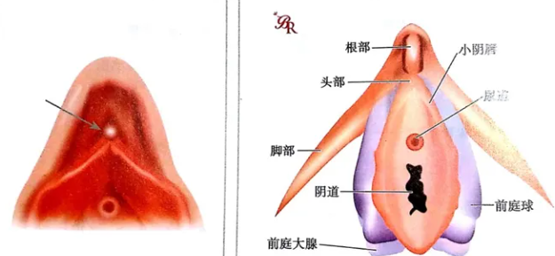 音蒂具体在哪里