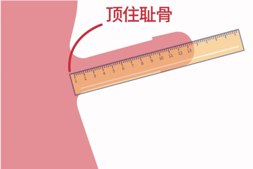 测量Yīn茎长度最科学准确的方法