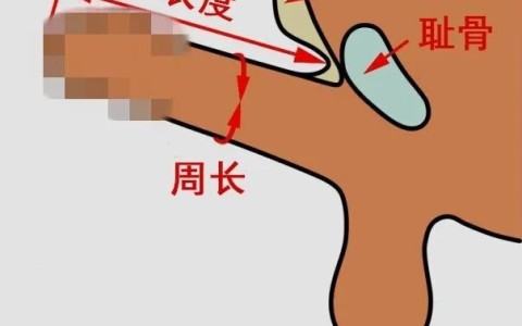 避孕套怎么选择合适的尺寸？搞定这2个参数即可