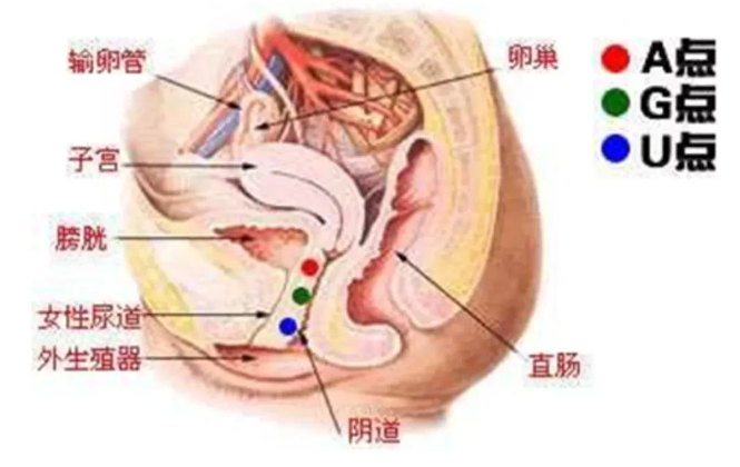 女性敏感区域是哪儿