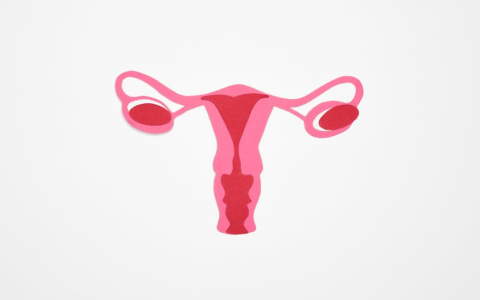 女人的后花园指什么