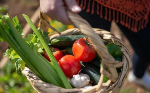 西芹和芹菜哪个热量低