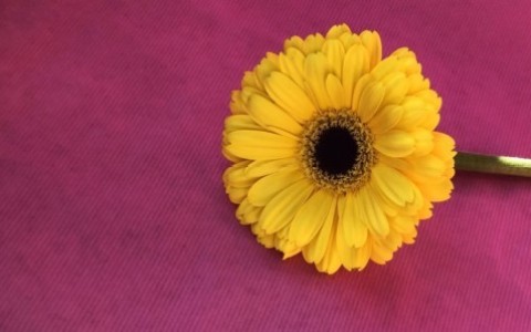 从后面入到底应该怎么入？菊花开发指南