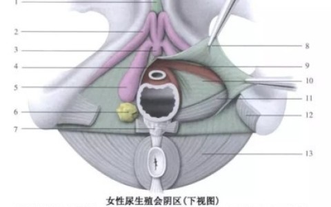 前列腺相当于女性的什么
