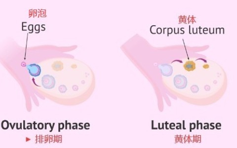 黄体在哪个位置
