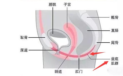 女性胖的和瘦的哪个更紧？紧不紧跟什么有关系？