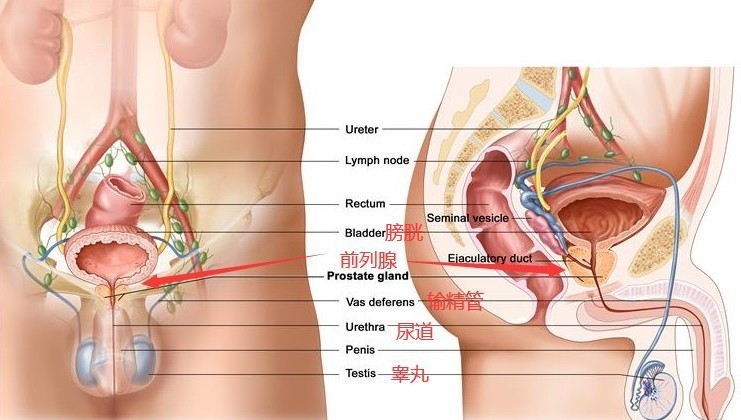 前列腺的准确位置，附正面图