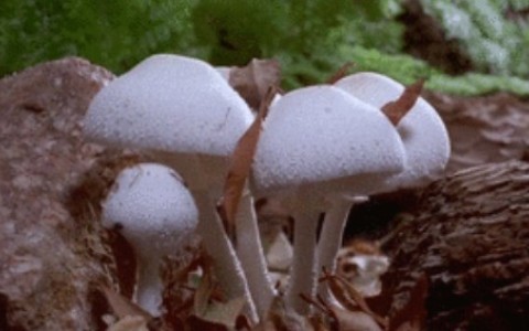 早上没晨勃是不是废了