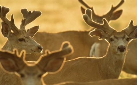 吃鹿茸壮阳几天见效