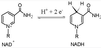 NAD+是什么物质？NAD+有哪些作用?