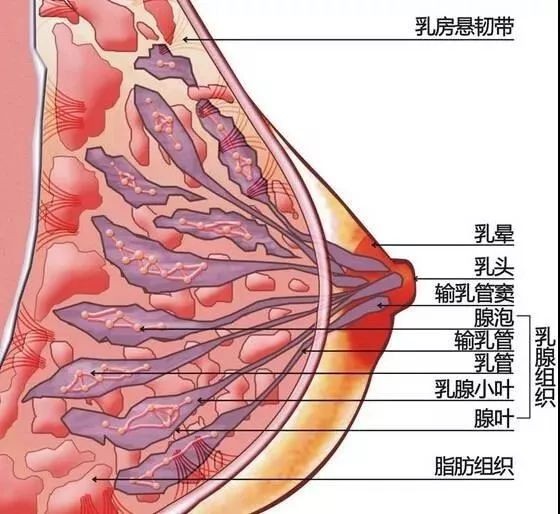 胸会越摸越大吗