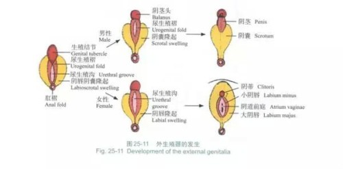 女生的“丁丁”原来长这样