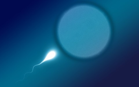 同房后精子存活多久