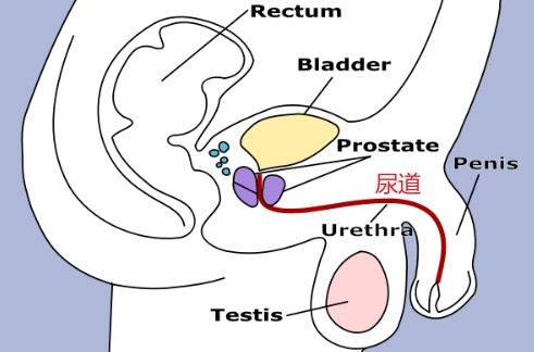 男性尿道长多少cm