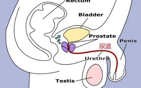 男性尿道长多少cm