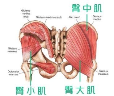 臀桥可以提高性功能吗 臀桥主要练哪里