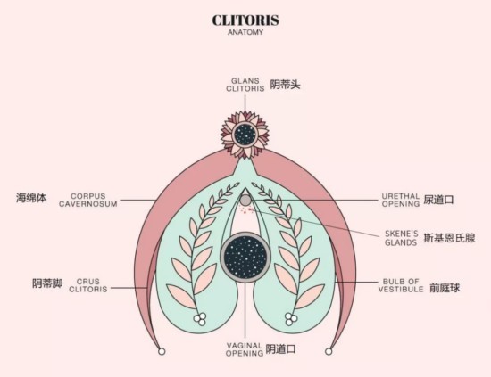 女性真的会有“小喷泉”吗？科学解释是...