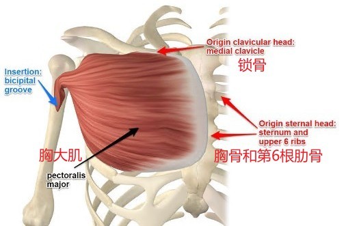 胸大肌起止点及功能