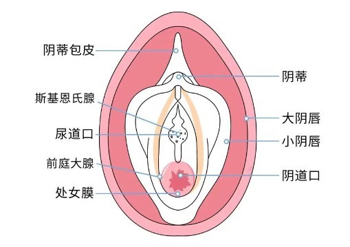 怎么判断自己的膜在不在