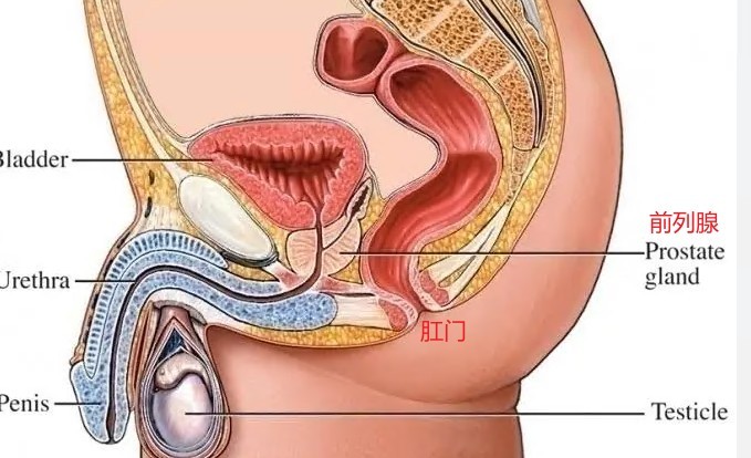 前列腺离肛门有几厘米