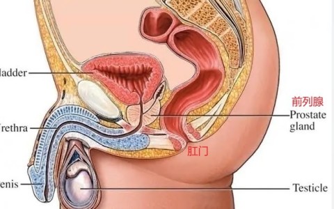 前列腺离肛门有几厘米