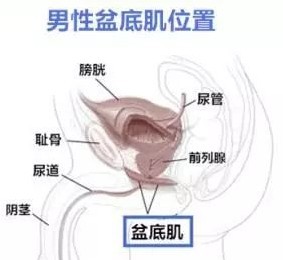 举而不坚硬度不够怎么锻炼？这3个运动让你变强变硬！