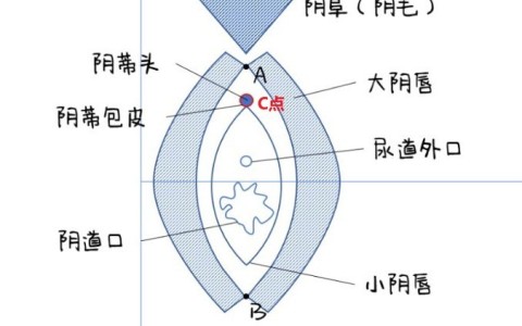 如何通过手指正确找到C点