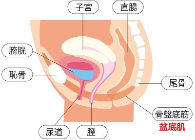 为什么盆底肌训练后会感觉下面被激活