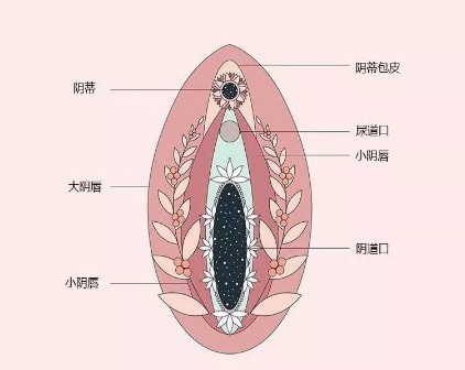 有关女生「小豆豆」的5个生理知识，你知道几个？