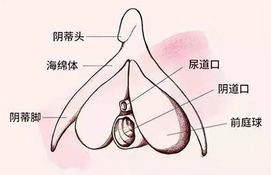 有关女生「小豆豆」的5个生理知识，你知道几个？