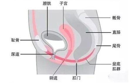 盆底肌律动是什么感觉？大概像控制小便!