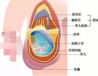 丁丁立起来的详细过程