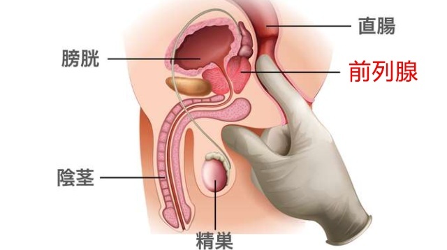 前列腺深度大概是多少