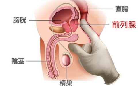 前列腺深度大概是多少