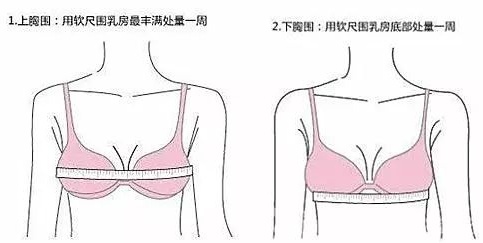 胸围16cm是什么尺寸