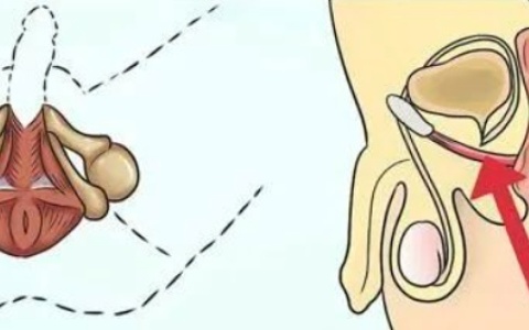 男性性功能锻炼的11个方法，凯格尔运动才是YYDS！
