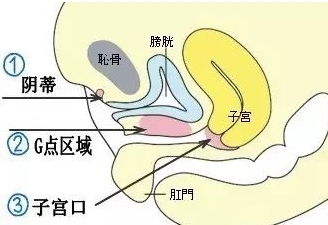 内爽和欢乐豆GC有什么不一样