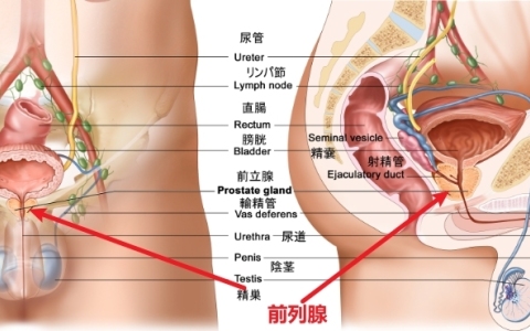 前列腺在什么位置图片（附正侧面图）