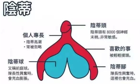 y蒂指的是啥