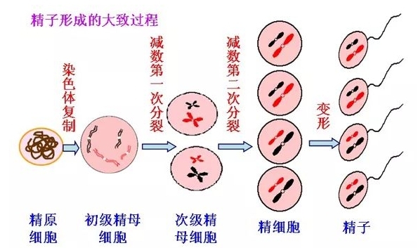 精尽人亡这句话的说法是真的吗？科学解释是...