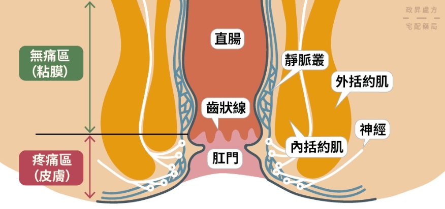 听听也无妨，和你聊聊肛交二三事