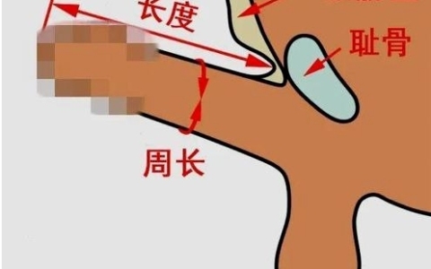 丁丁的尺寸是怎么量的 如何正确测量长度