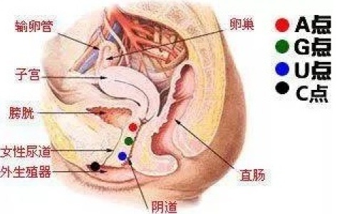 说说女性的内高c和外高c