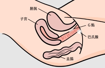 正确利用中指无名指，让你轻松找到G点