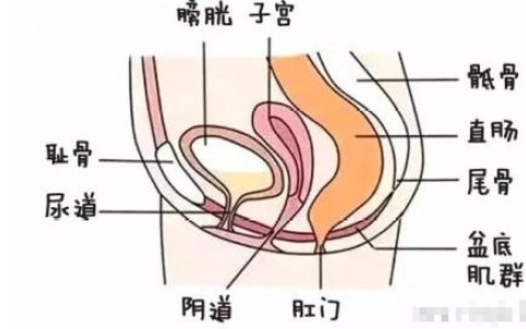 凯格尔运动是提肛还是收阴