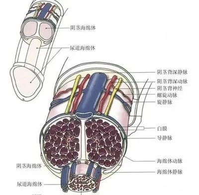 深度解析男生生理勃起全过程