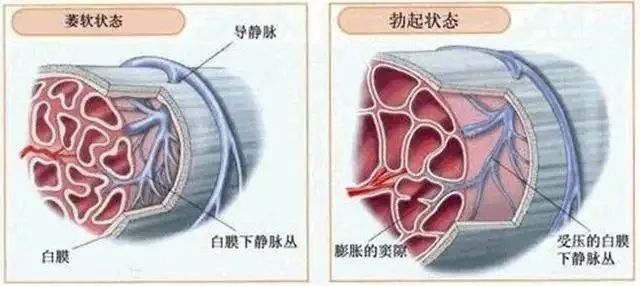 深度解析男生生理勃起全过程