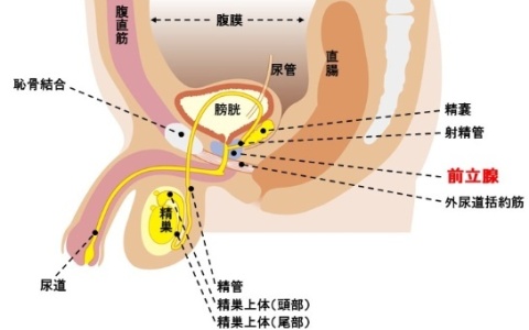 前列腺的体表位置图