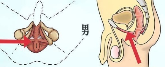 PC肌训练是提高硬度和延时的有效方法