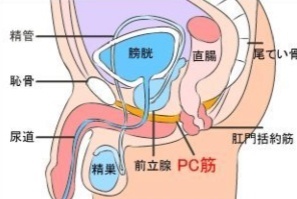 PC肌和提肛看似差不多，其实不一样！